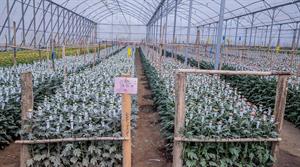 Flamingo Flowers glasshouse